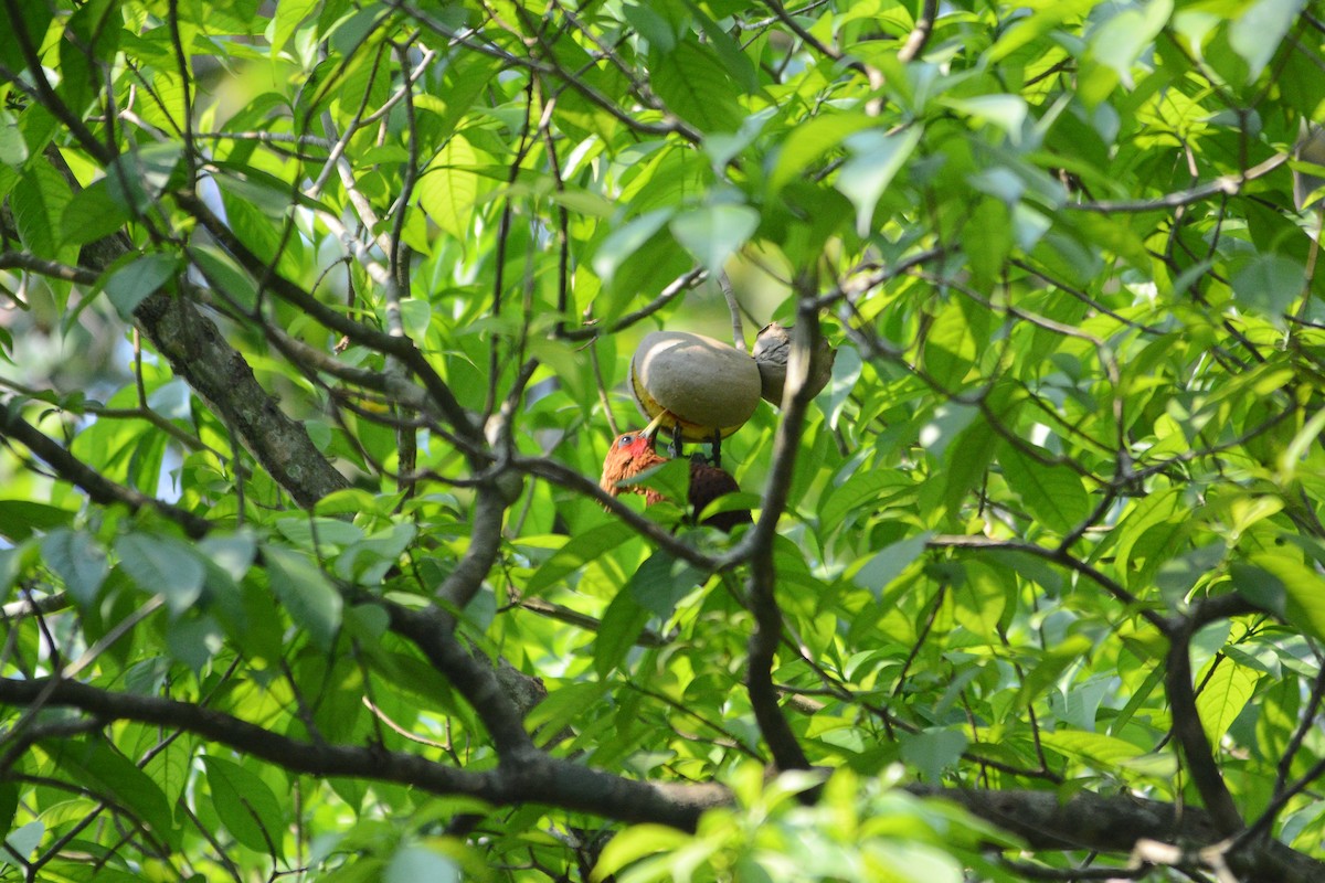 Chestnut-colored Woodpecker - ML619891519
