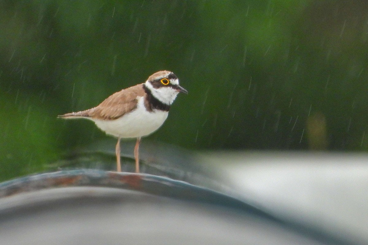 Little Ringed Plover - ML619891523