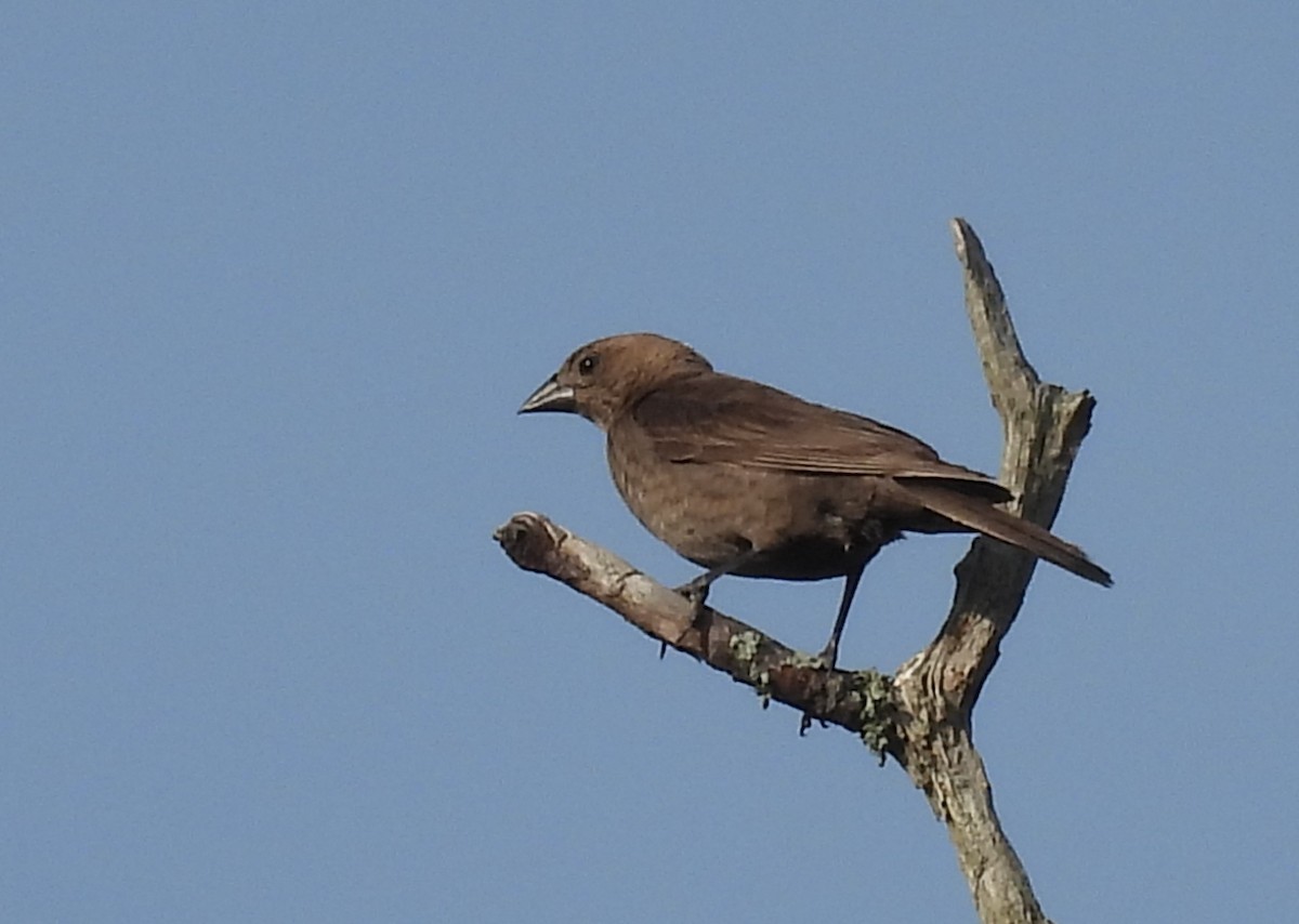 Brown-headed Cowbird - ML619891528