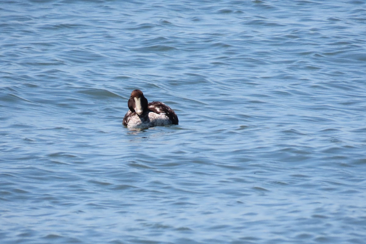 Common Eider - ML619891530