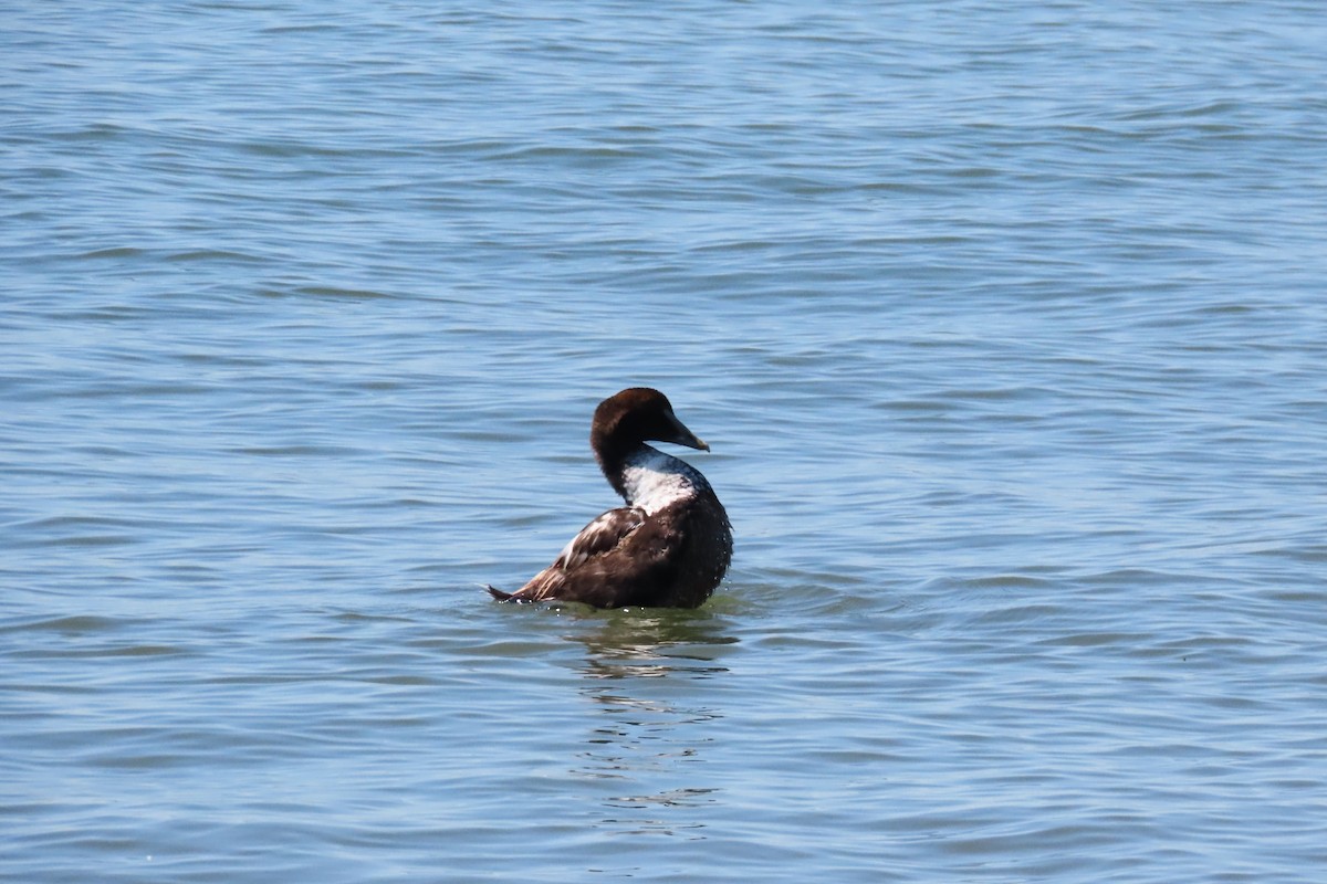 Common Eider - ML619891531