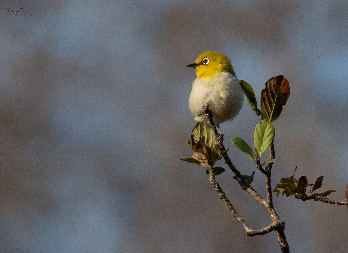 Indian White-eye - ML619891532