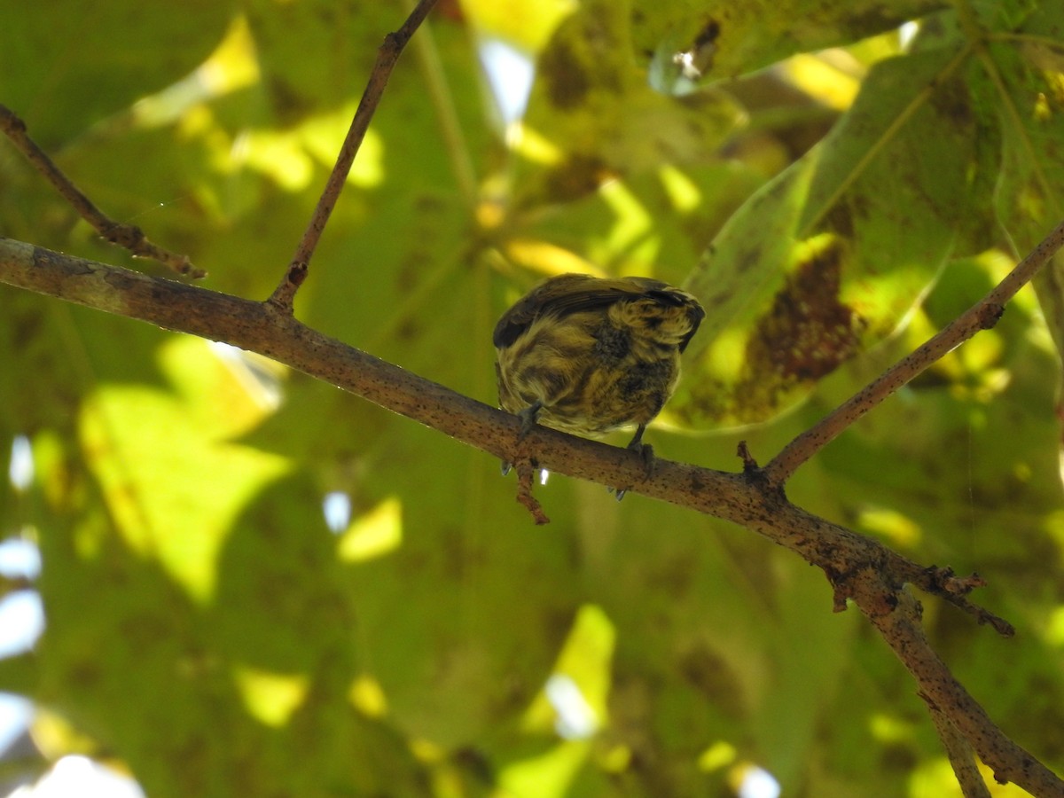 Olivaceous Piculet - ML619891534