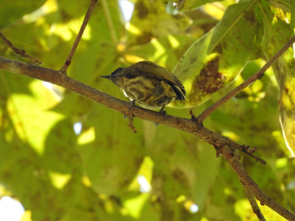 Olivaceous Piculet - ML619891535