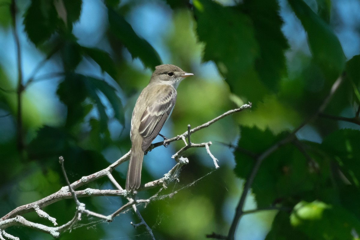 Willow Flycatcher - ML619891541