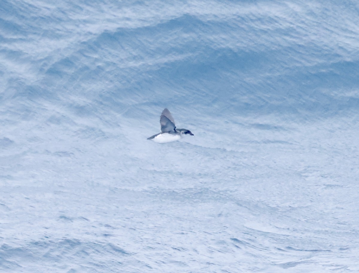 South Georgia Diving-Petrel - Robert Wallace