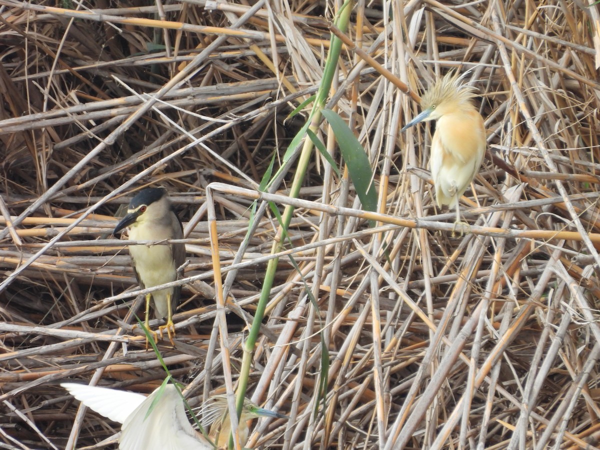 Squacco Heron - ML619891558