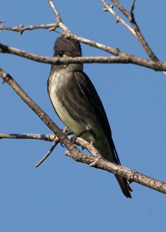 Olive-sided Flycatcher - ML619891563