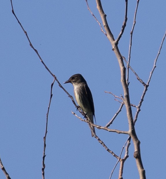 Olive-sided Flycatcher - ML619891567