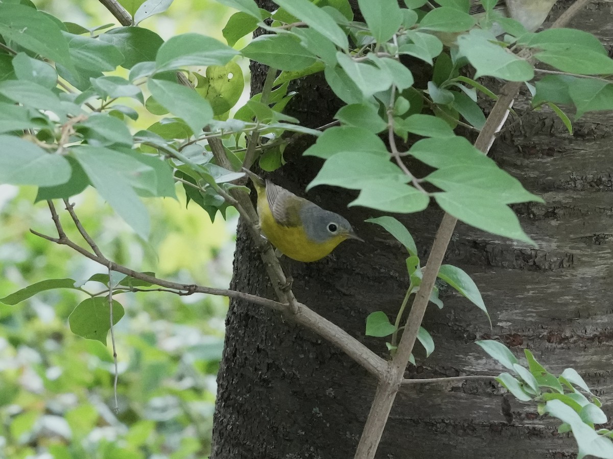 Nashville Warbler - Melanie Crawford