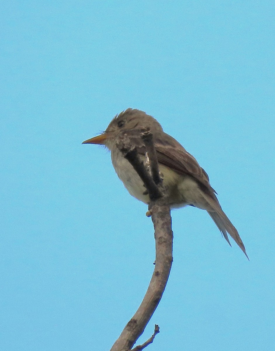 Northern Tropical Pewee - ML619891576