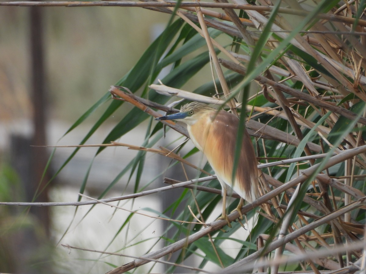 Squacco Heron - ML619891587