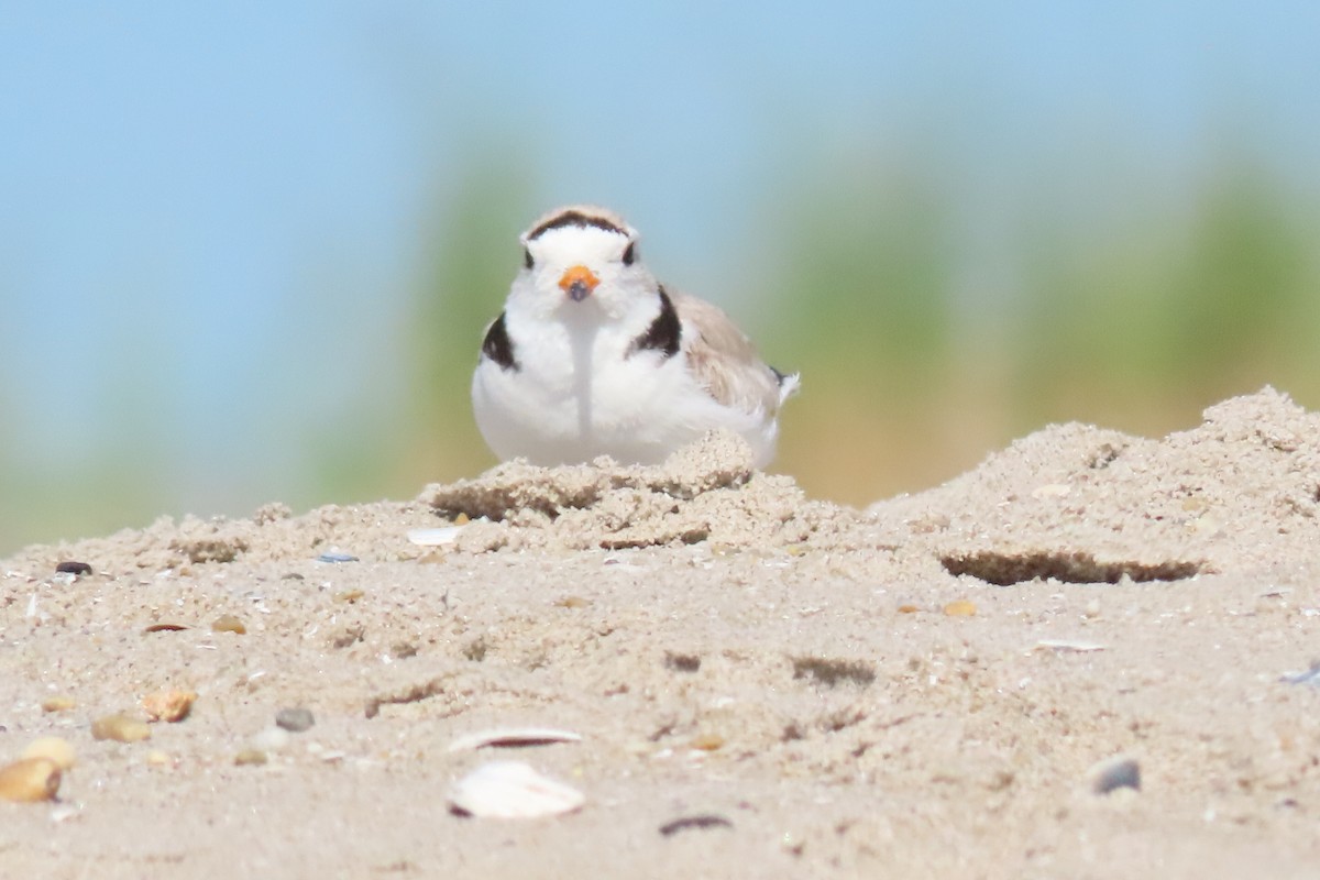 Piping Plover - ML619891590