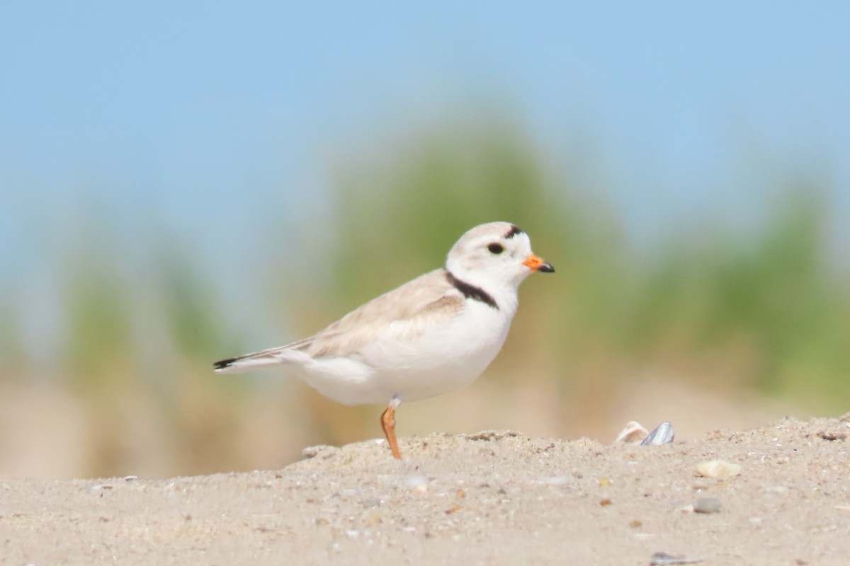 Piping Plover - ML619891591