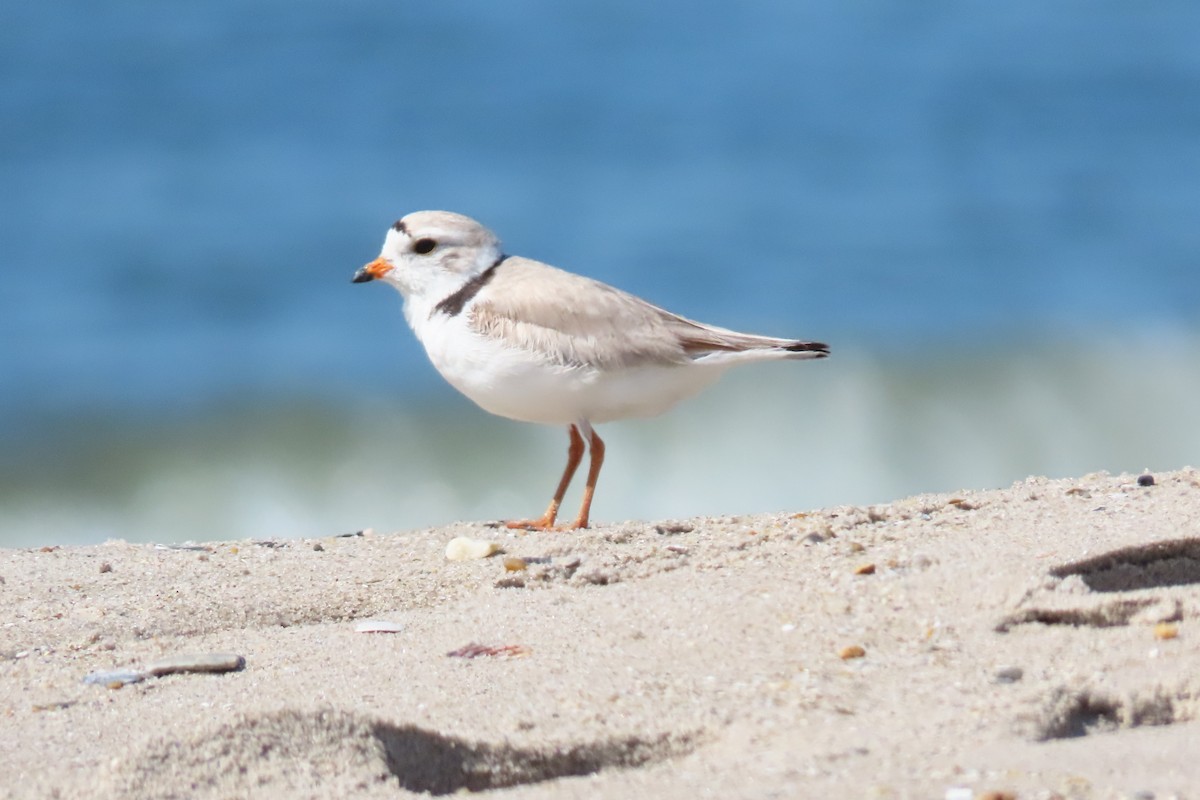 Piping Plover - ML619891592