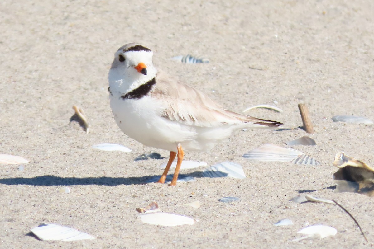Piping Plover - ML619891593