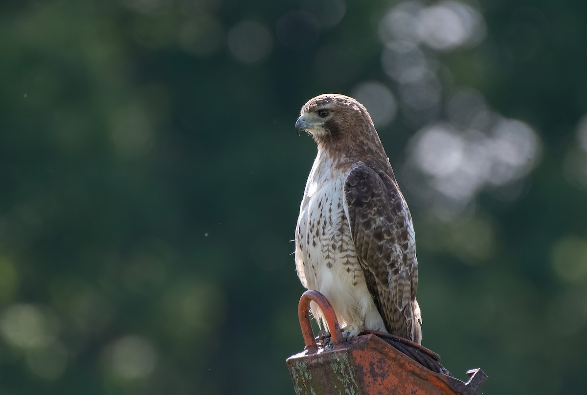 Red-tailed Hawk - ML619891599