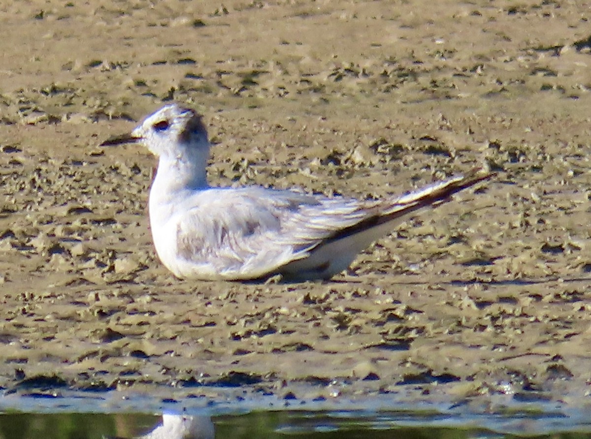 Mouette de Bonaparte - ML619891600