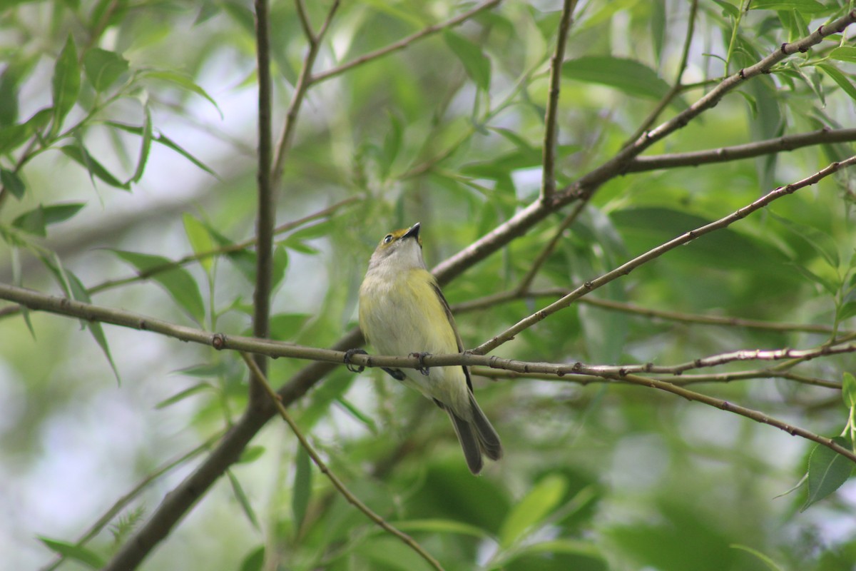 Ak Gözlü Vireo - ML619891604