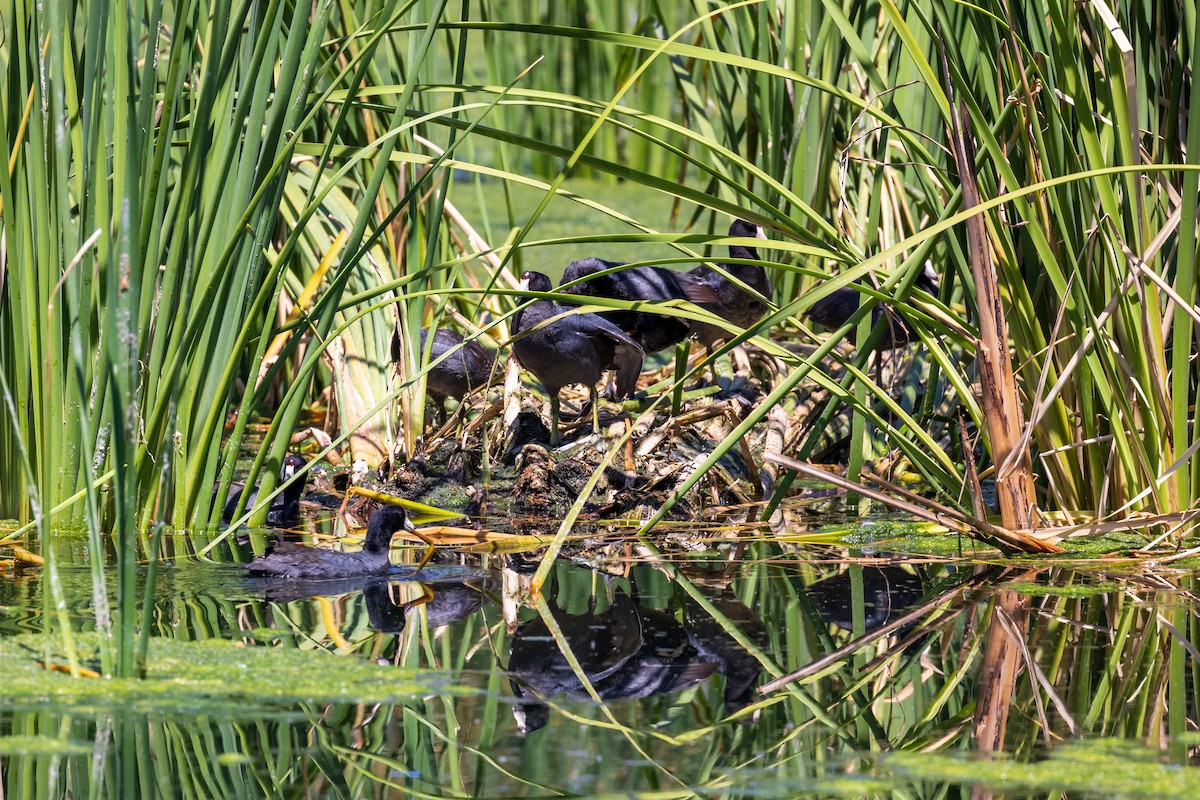 American Coot - ML619891610