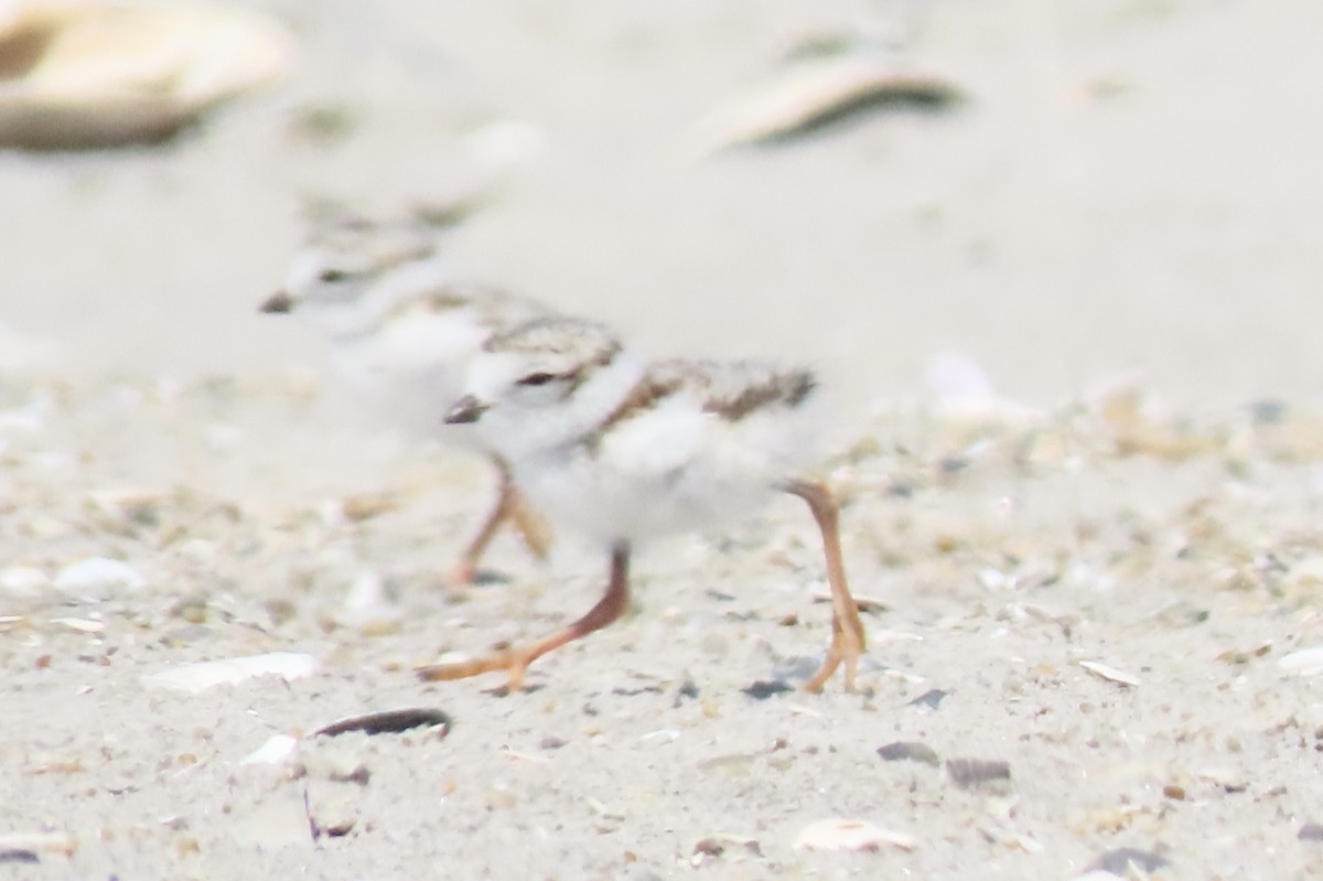 Piping Plover - ML619891618