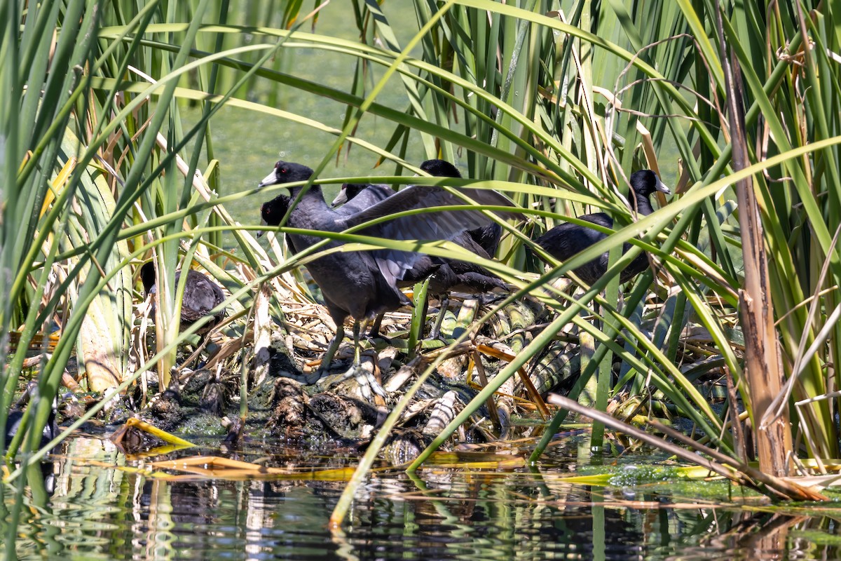 American Coot - ML619891640