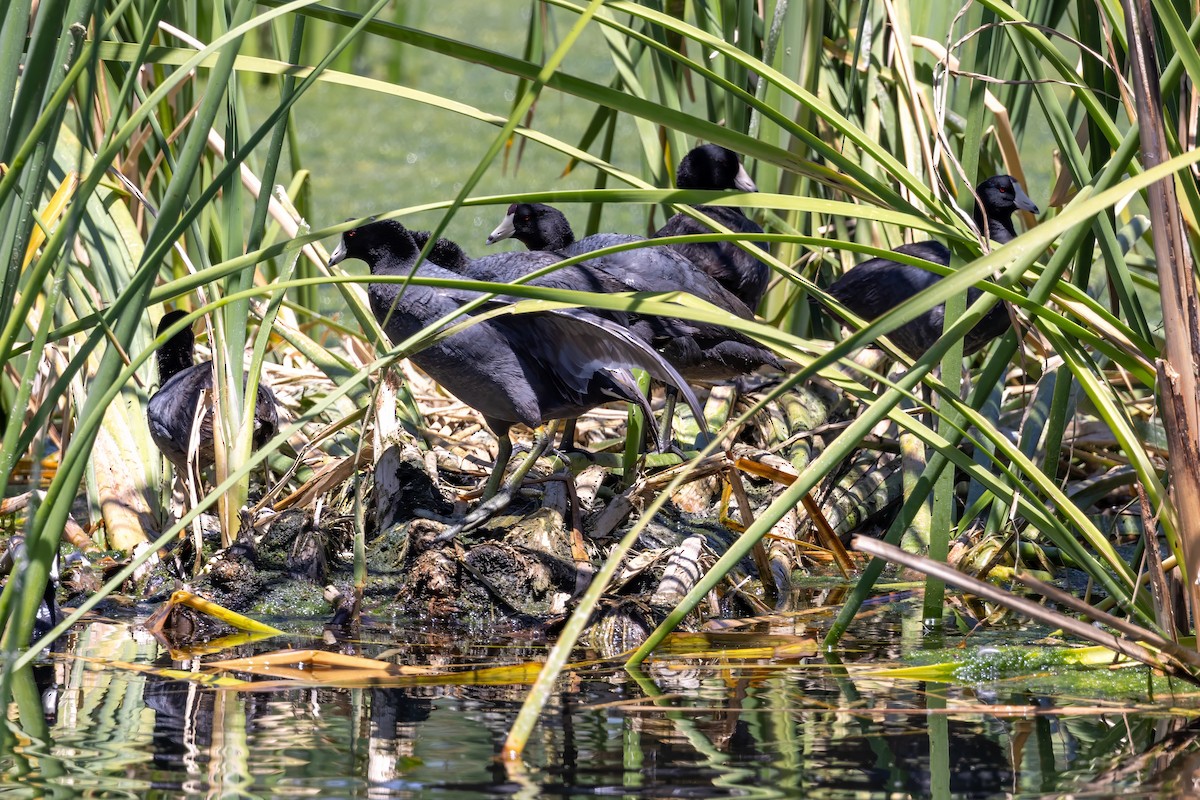 American Coot - ML619891644