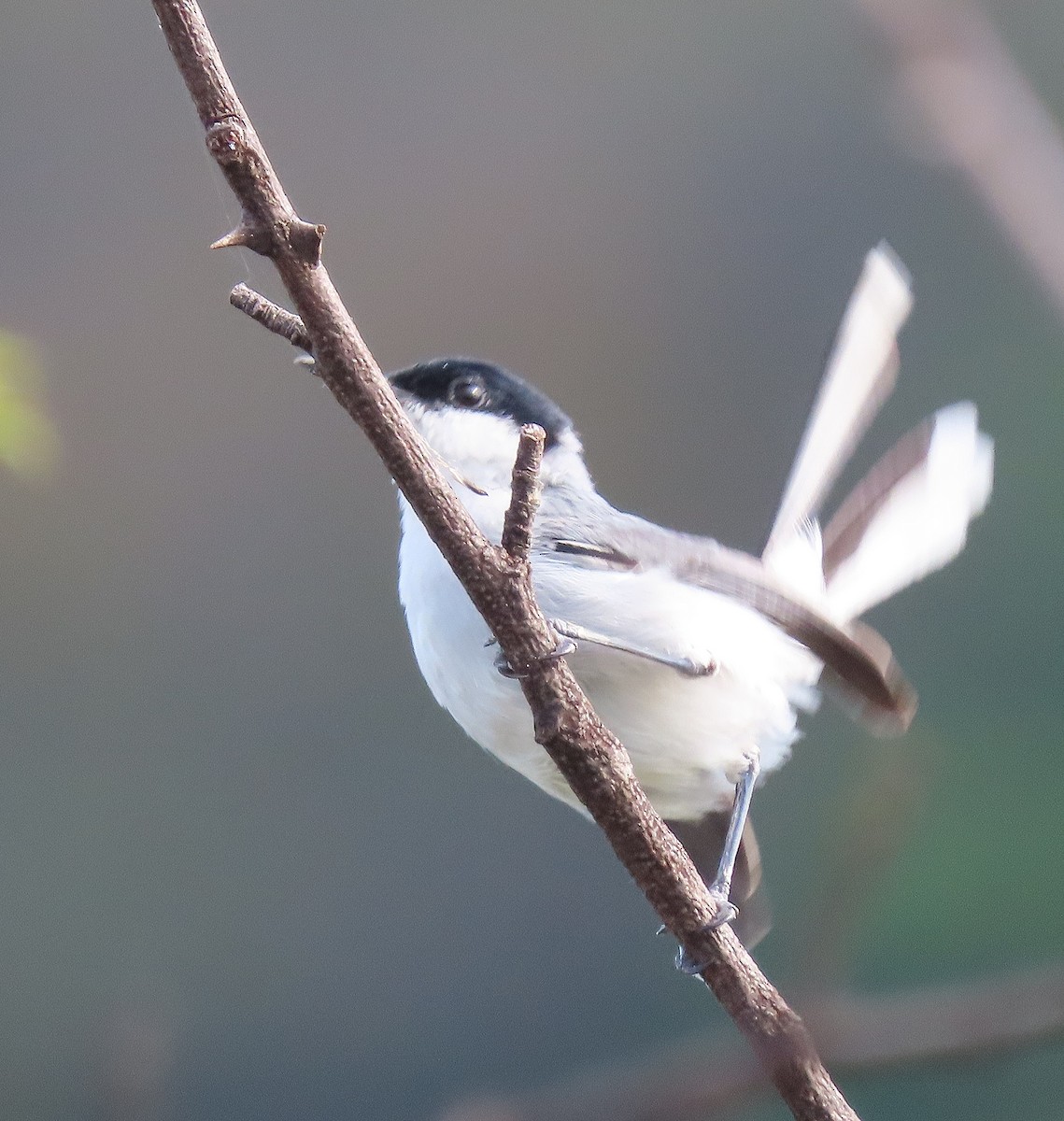 White-lored Gnatcatcher - ML619891645