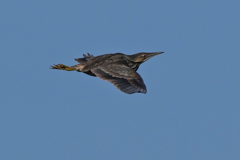 American Bittern - ML619891653