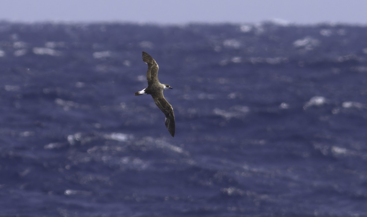 Black-capped Petrel - ML619891670