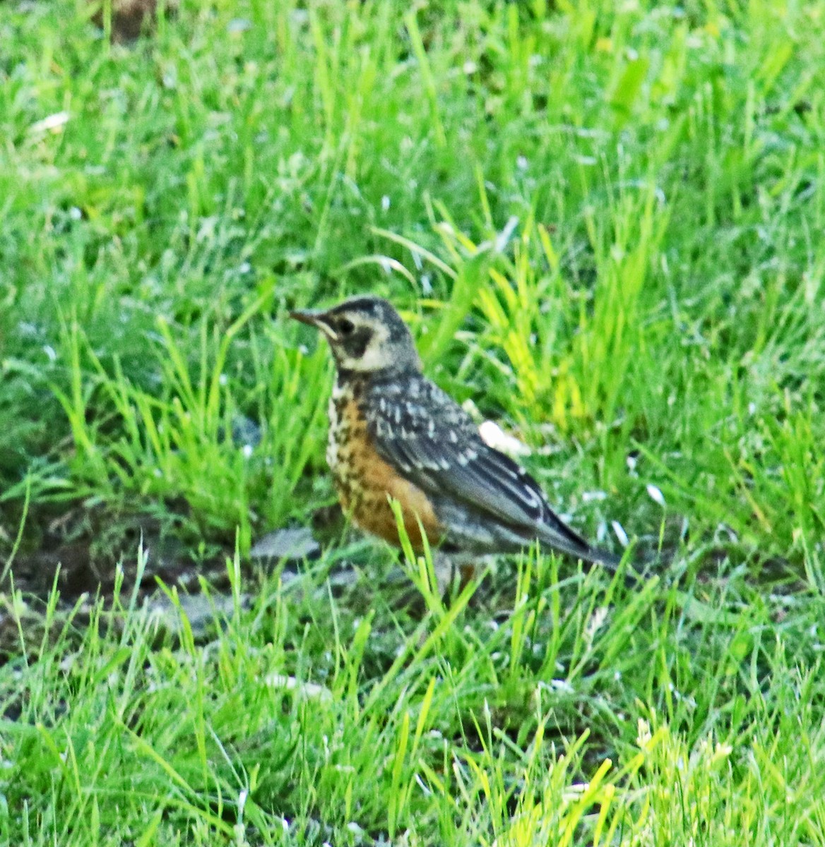 American Robin - ML619891677