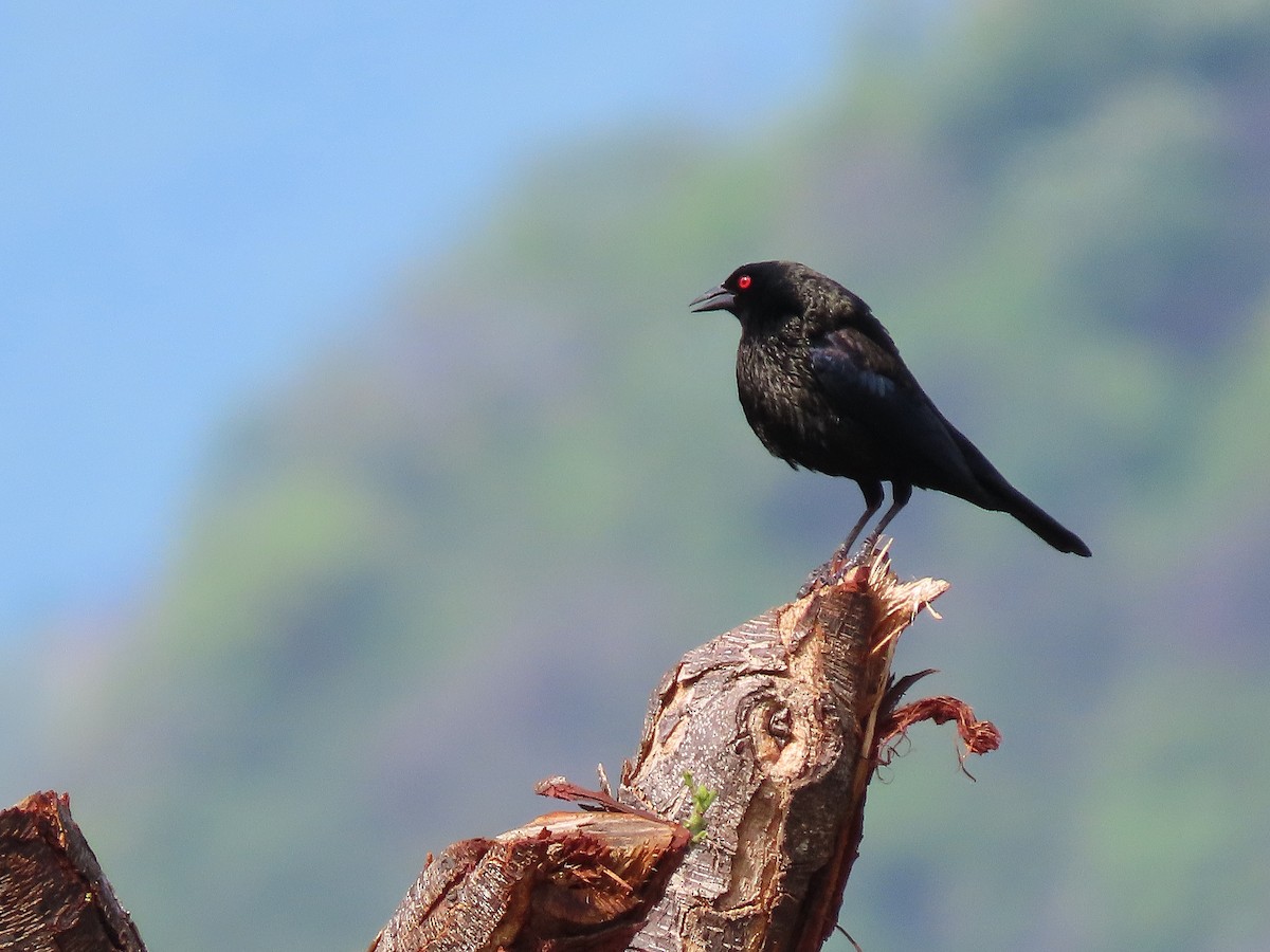 Bronzed Cowbird - ML619891678