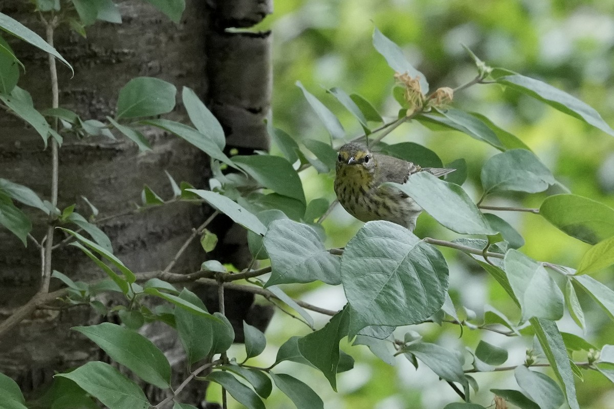 Cape May Warbler - ML619891695