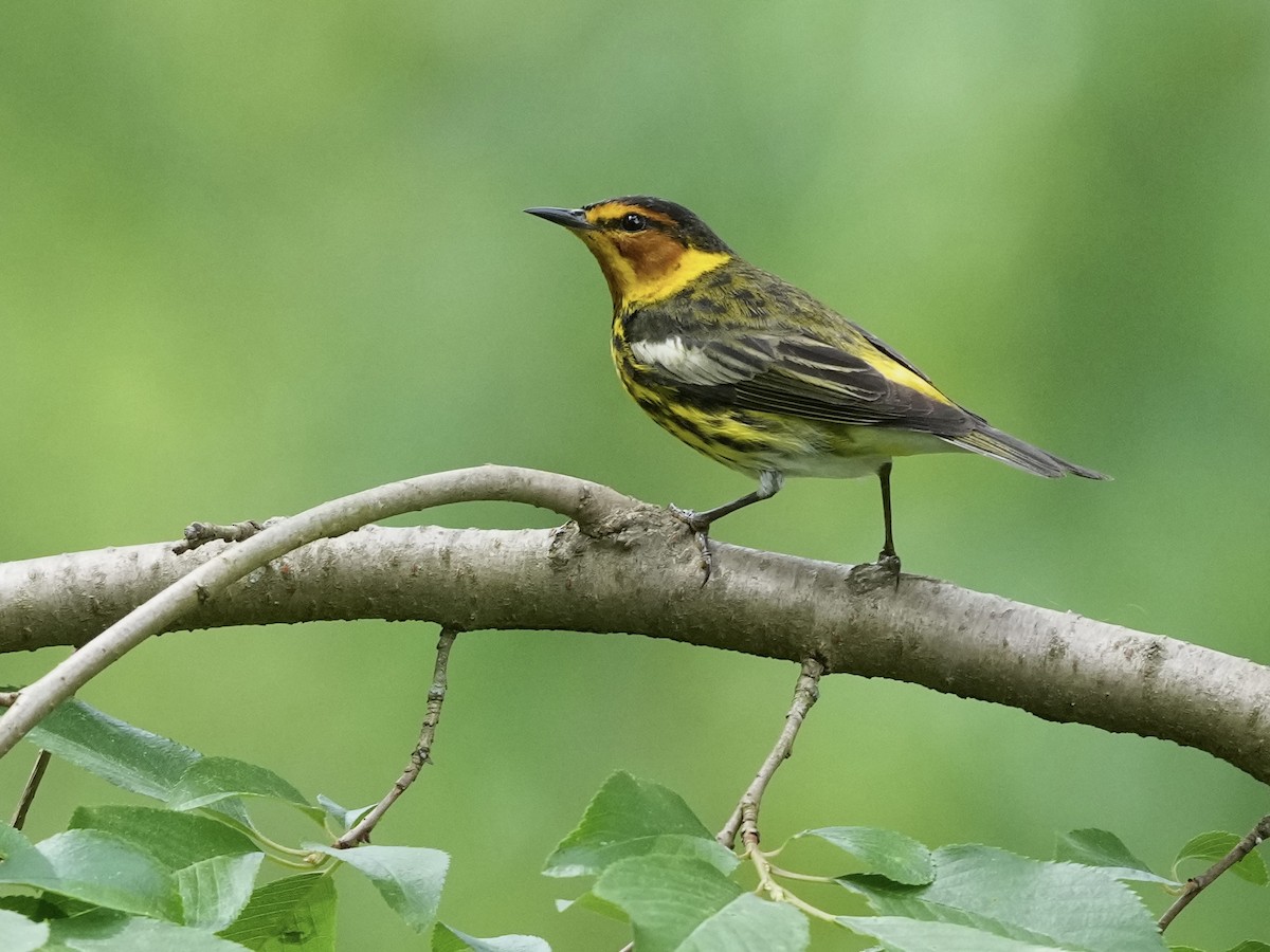 Cape May Warbler - ML619891696