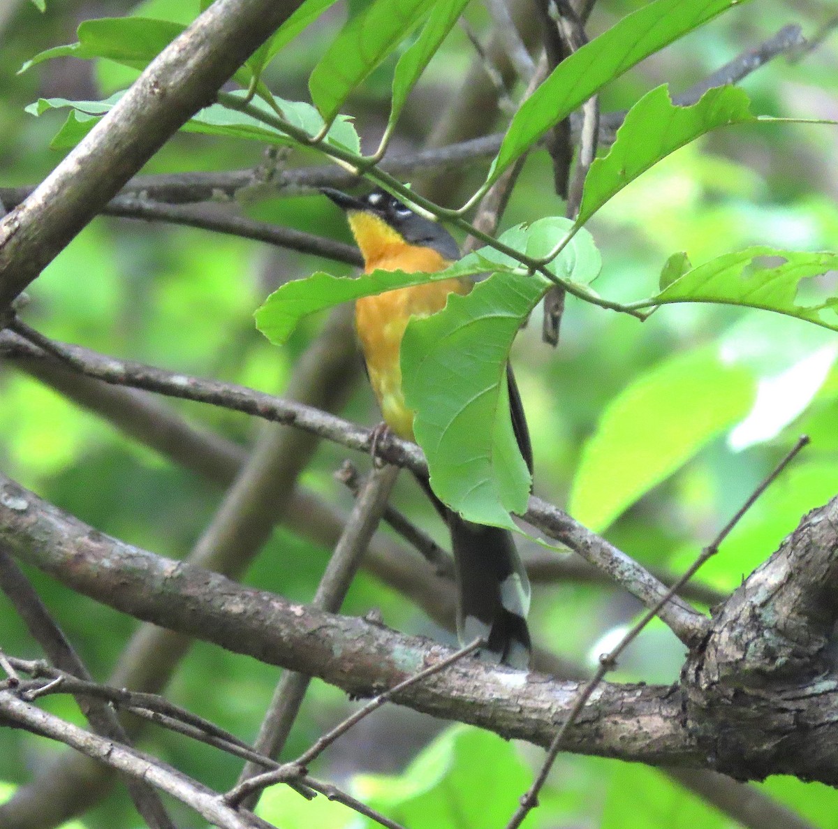 Fan-tailed Warbler - ML619891702