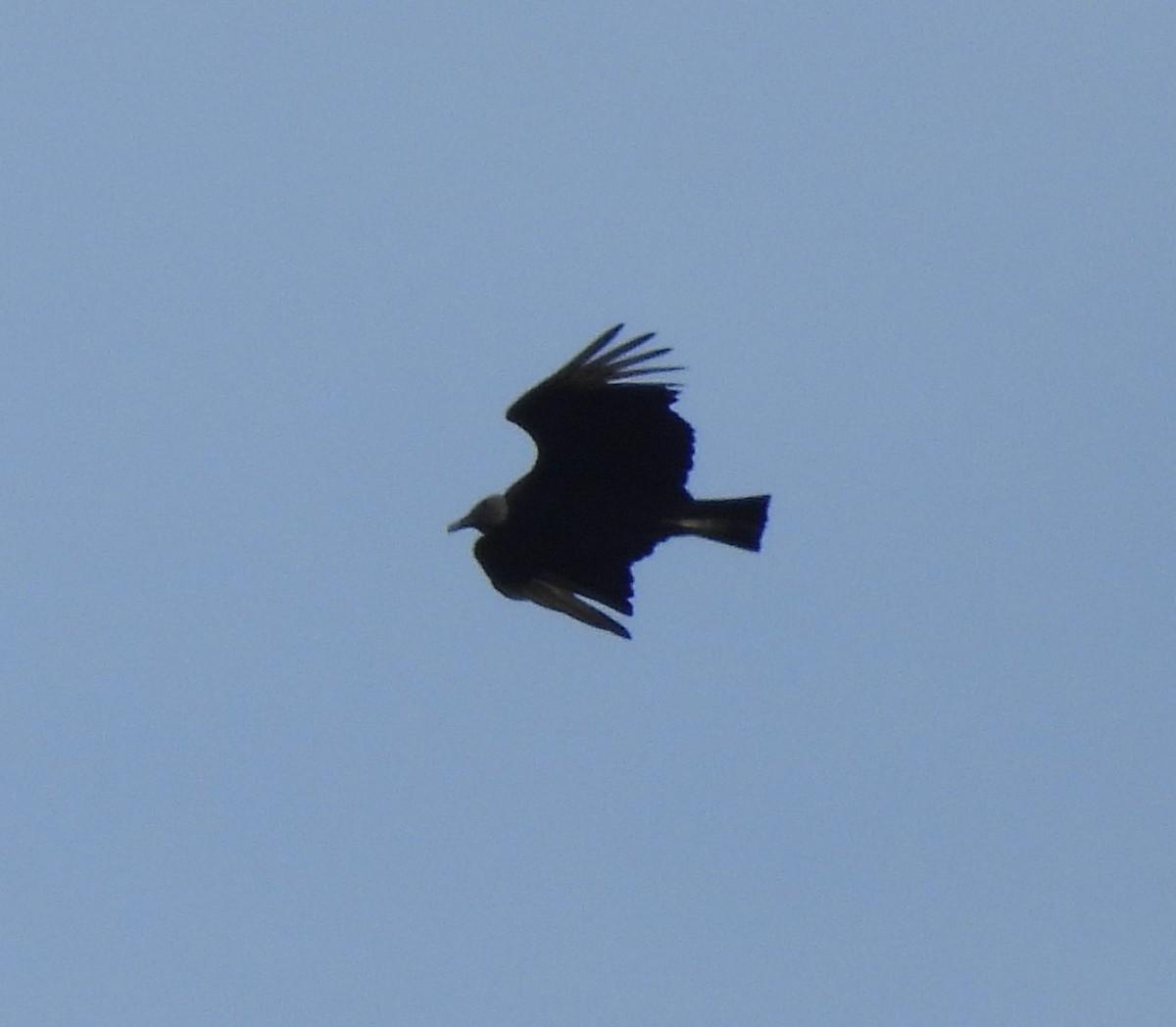Black Vulture - ML619891706