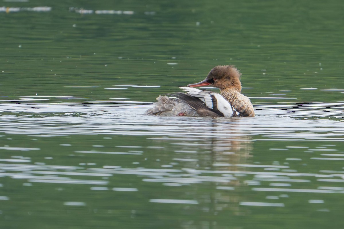 Common Merganser - ML619891720