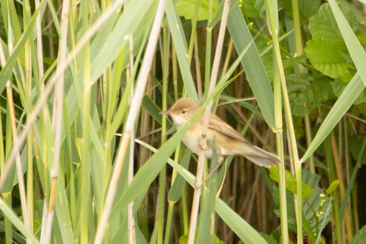 Common Reed Warbler - ML619891724