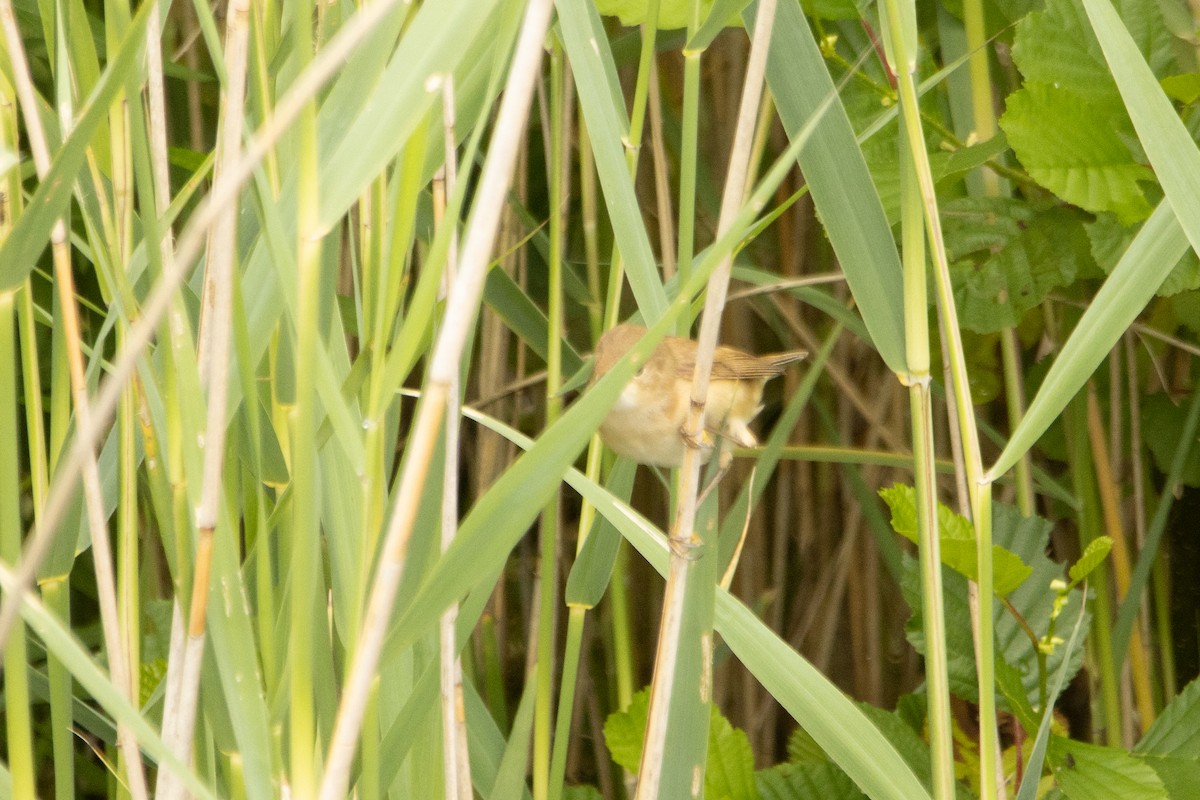 Common Reed Warbler - ML619891725