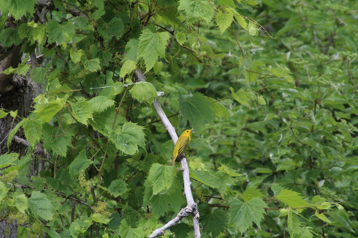 Yellow Warbler - ML619891729