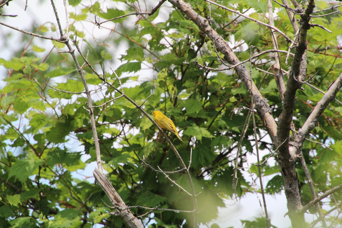 Yellow Warbler - ML619891734