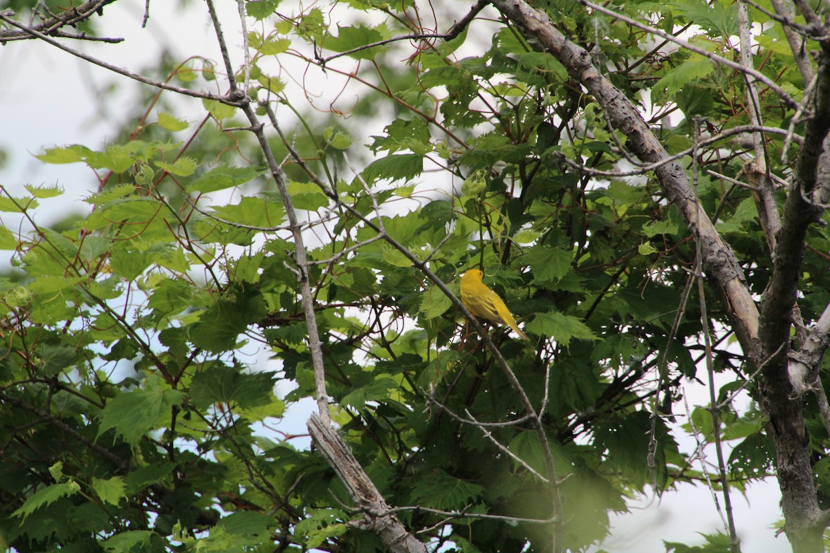 Yellow Warbler - ML619891740