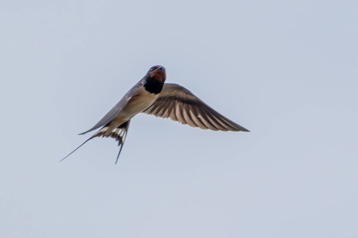 Barn Swallow - ML619891750