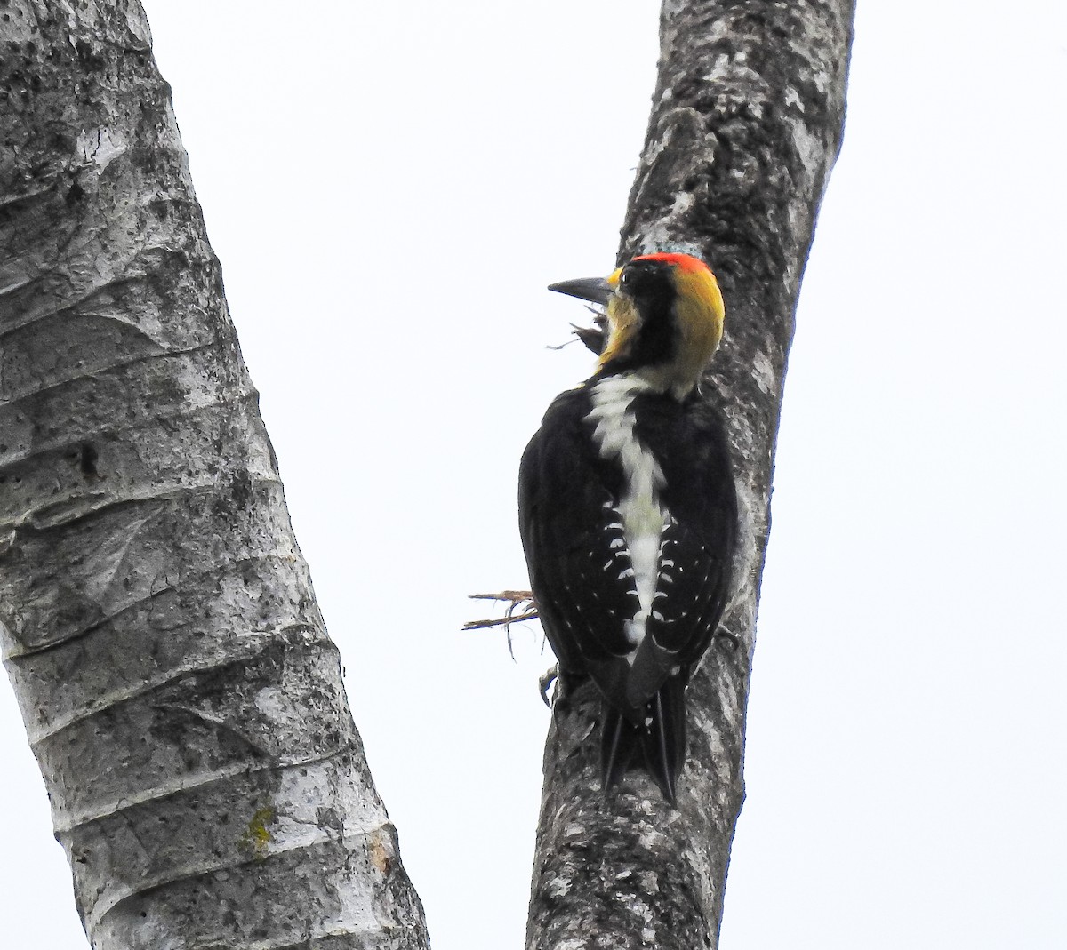 Golden-naped Woodpecker - ML619891758