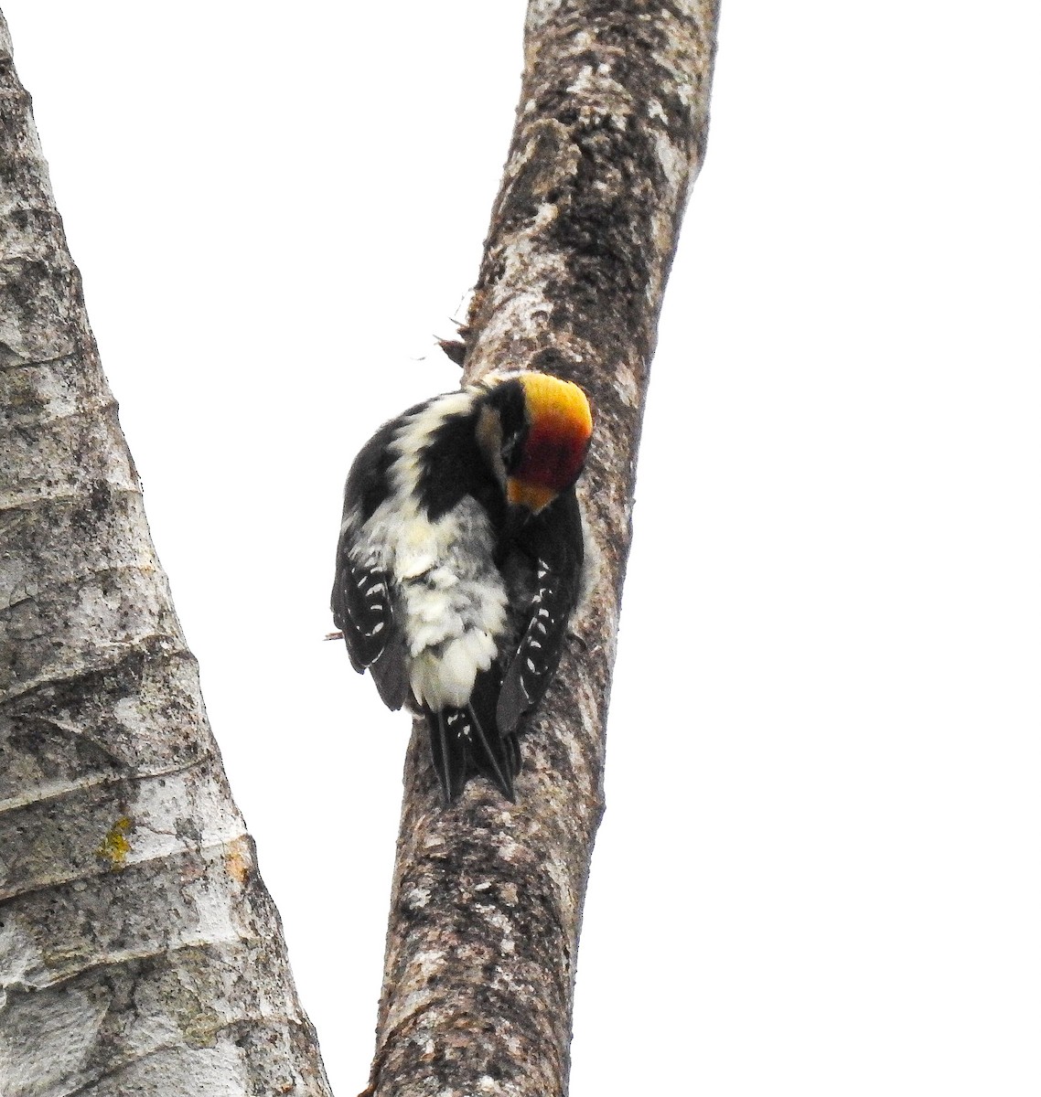 Golden-naped Woodpecker - ML619891759