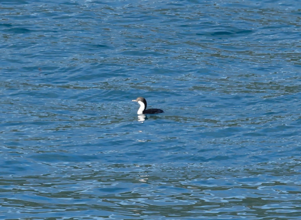 South Georgia Shag - ML619891762