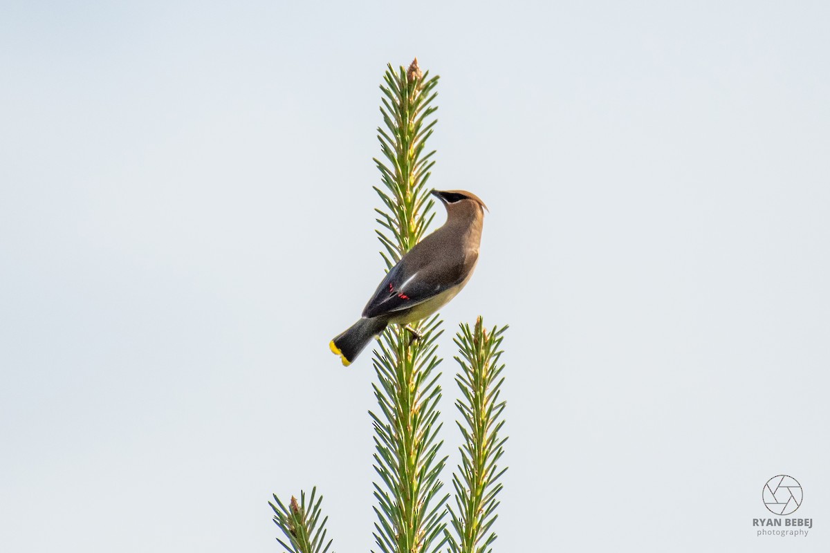 Cedar Waxwing - ML619891768