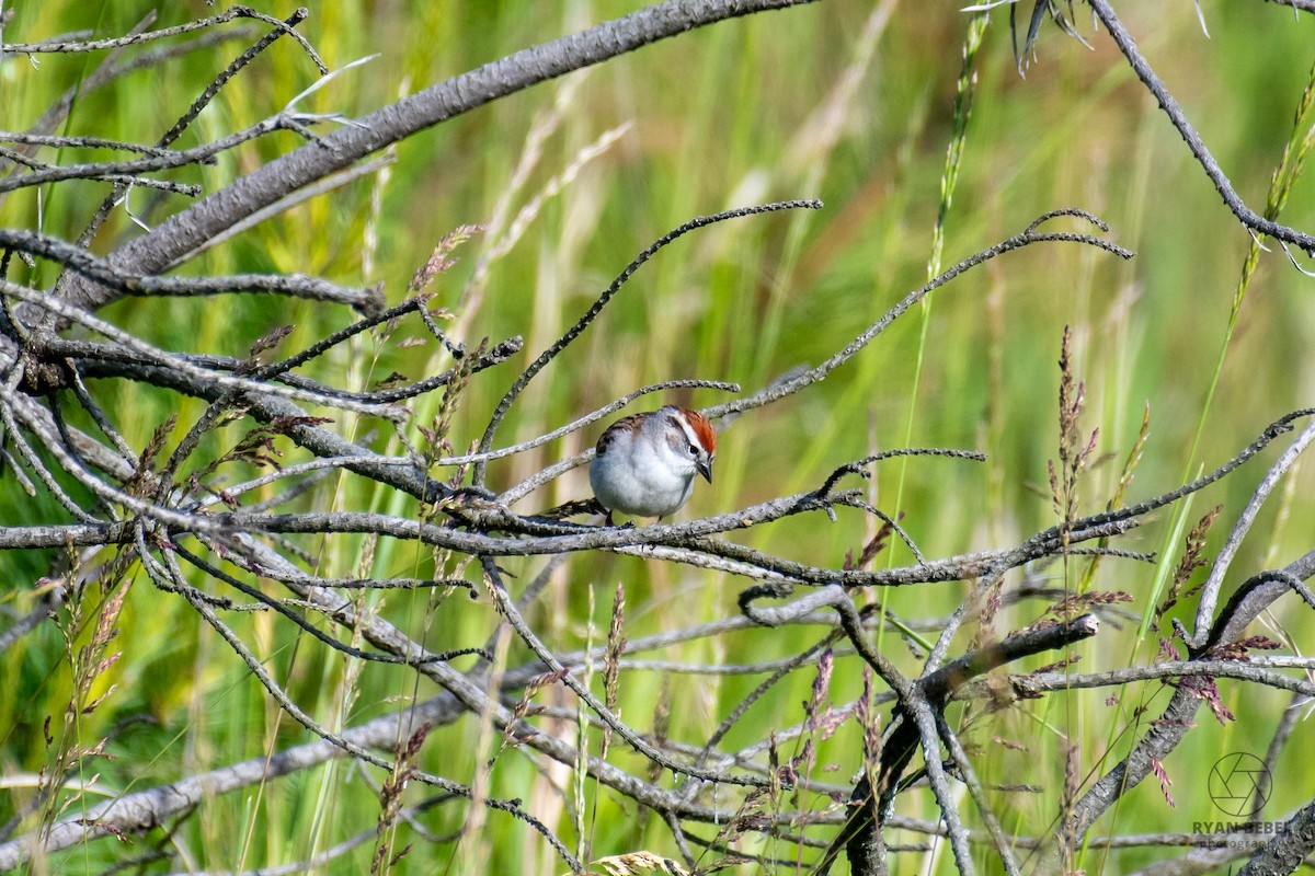 Chipping Sparrow - ML619891776