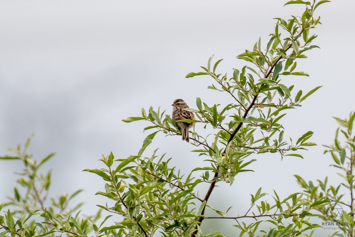 Clay-colored Sparrow - ML619891781