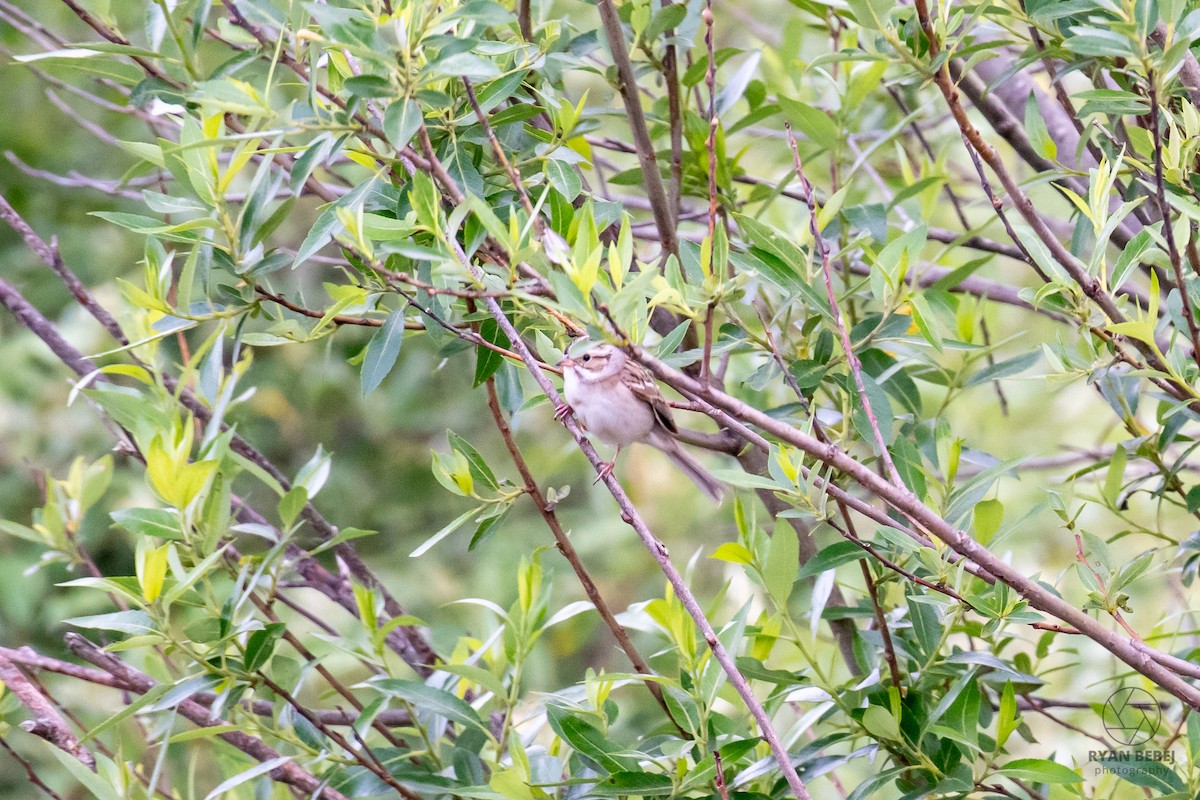 Clay-colored Sparrow - ML619891783